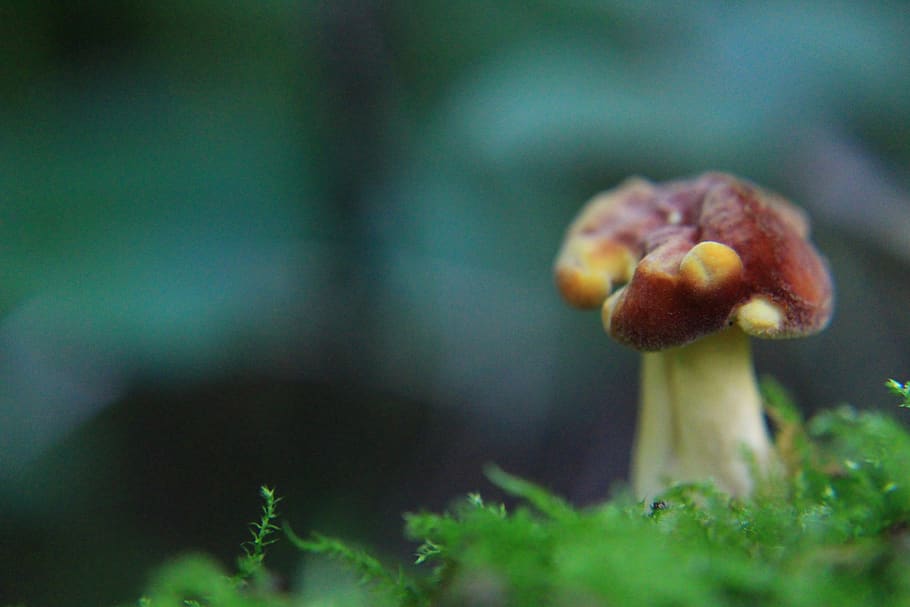 macro, mushroom, fungus, plant, selective focus, close-up, no people HD wallpaper