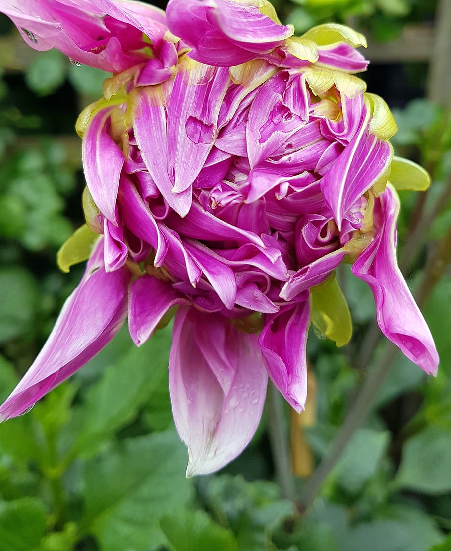 bud, flower, bloom, flora, pink, dahlia, flowering plant, vulnerability HD wallpaper