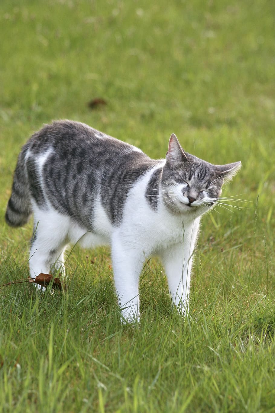 cat, feline, tabby, grass, domestic, pets, mammal, domestic animals HD wallpaper