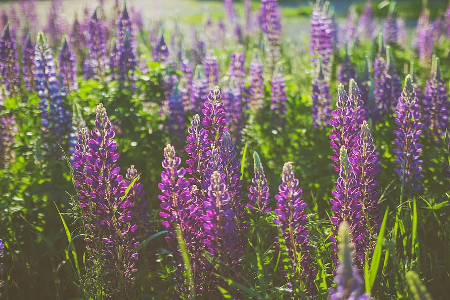 purple flowers, plant, lavender, flora, lubec, united states HD wallpaper