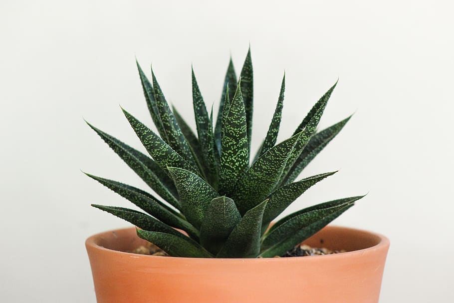 cactus, succulent, aloe, flora, spine, closeup, pot, tropical HD wallpaper