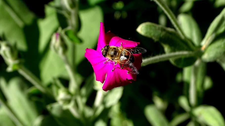 bee, flower, pollen, insect, macro, bees, nectar, petals, spring HD wallpaper