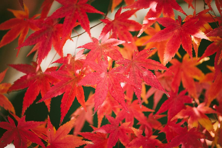 leaf, plant part, autumn, change, red, close-up, maple leaf HD wallpaper