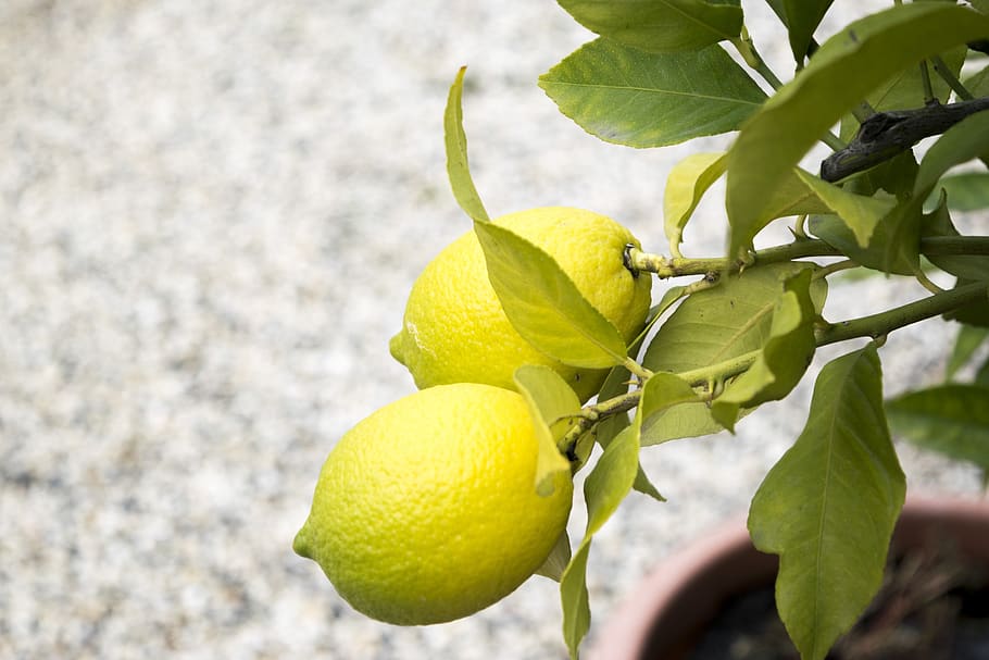 lemons, nature, sano, cool, fruit, citrus fruits, food, yellow HD wallpaper