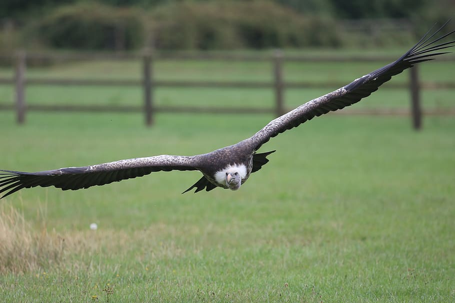 bird, zoo, field, land, focus on foreground, animal wildlife HD wallpaper