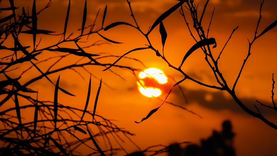 Silhouette of Grass during Golden Hour, backlit, blur, branch HD wallpaper