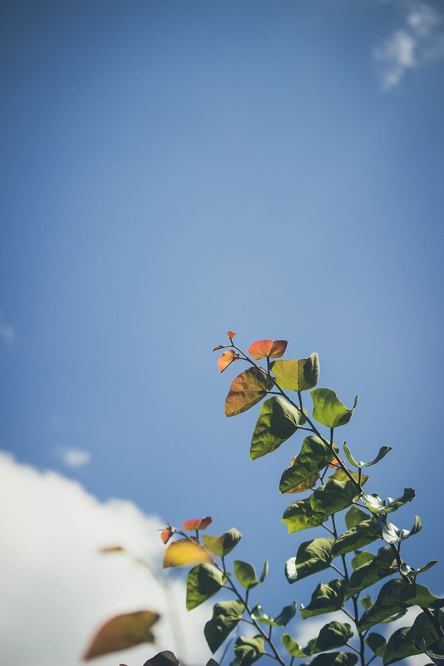 green leafed plant, united states, st. louis county, blue, finch, HD wallpaper