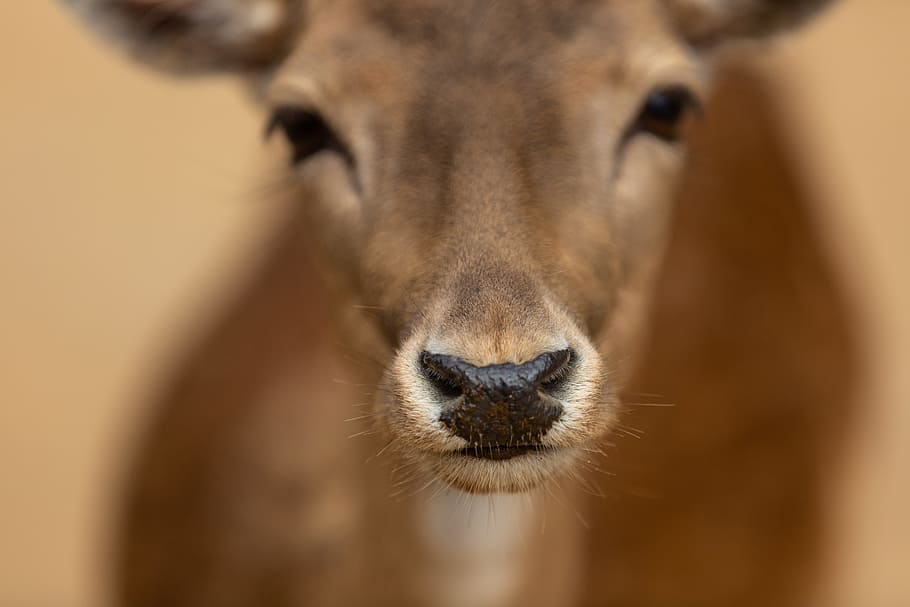 closeup photography of kangaroo, deer, nose, face, eye, close up HD wallpaper