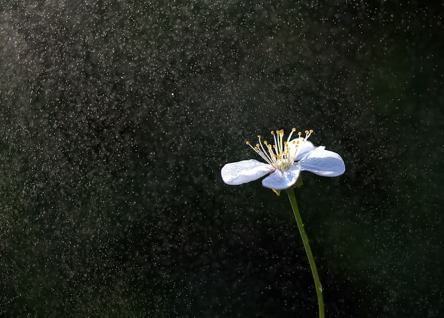 flower, white, water, splash, light, spring, nature, plant HD wallpaper