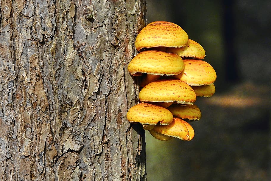 mushrooms, the bark, tree, forest, autumn, nature, food, tree trunk HD wallpaper