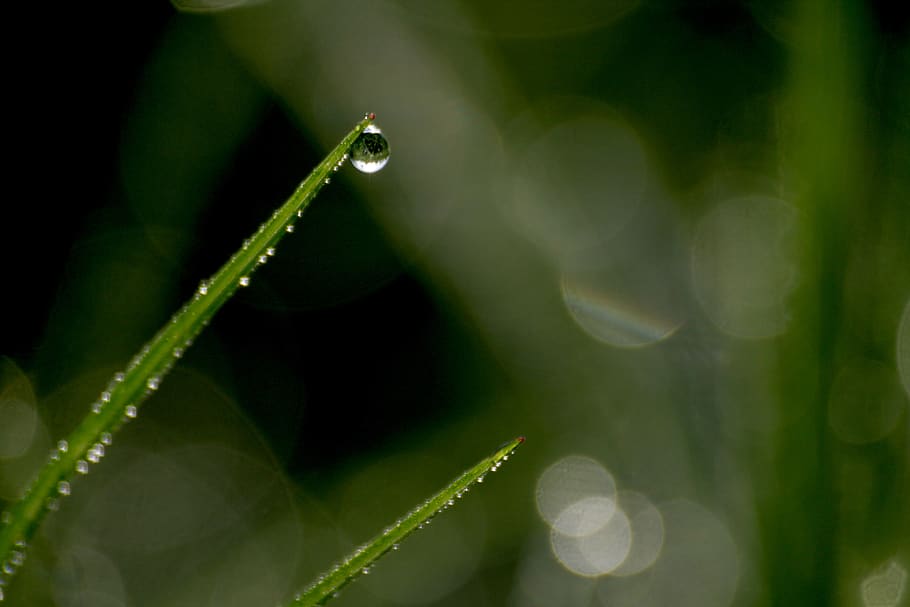 nature, dew, drip, dewdrop, plant, spring, sparkle, droplets HD wallpaper