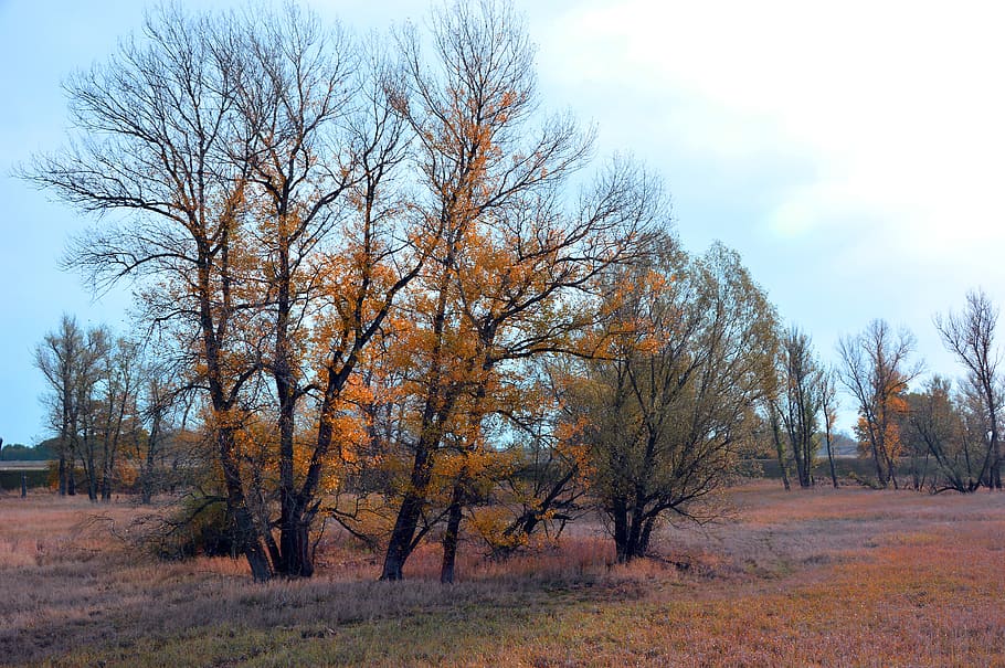 landscape, trees, nature, reported, or meadows, autumn, autumn colours HD wallpaper