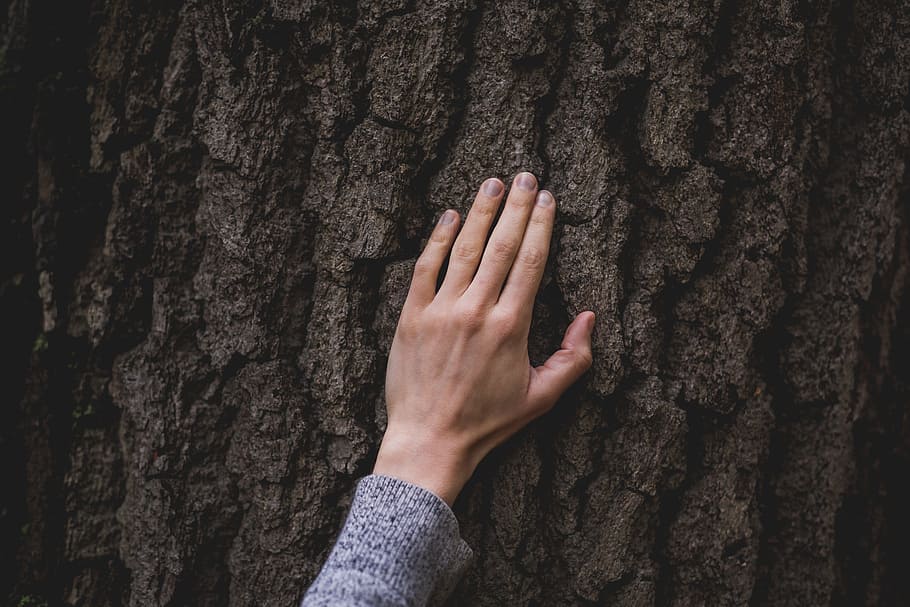 Hand On Tree Bark Photo, Trees, Earth, Outdoor, trunk, tree trunk HD wallpaper