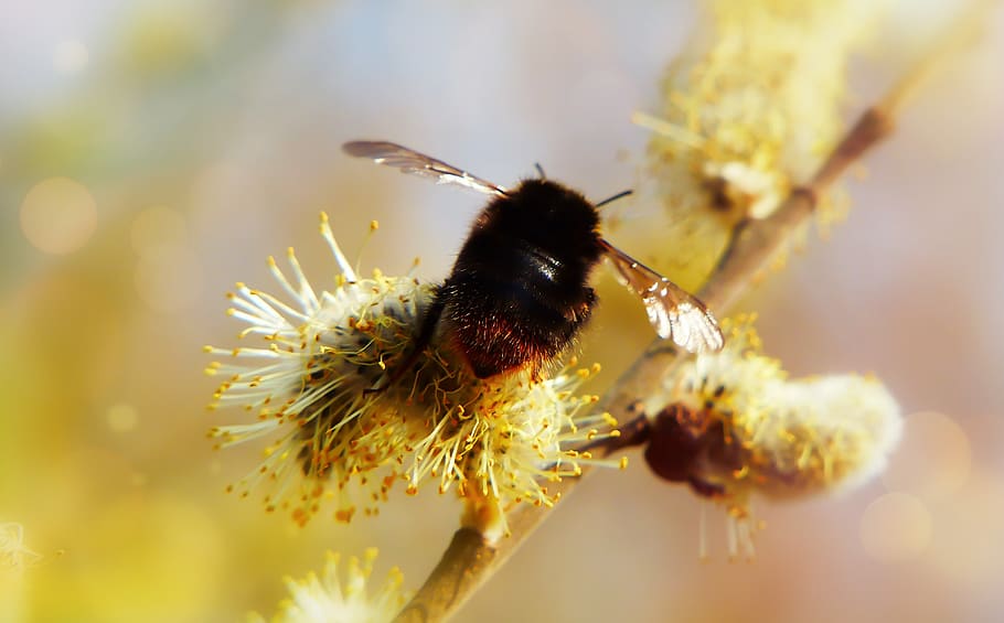 cat, bazia, spring, insect, bumblebee, fly, wings, animals HD wallpaper