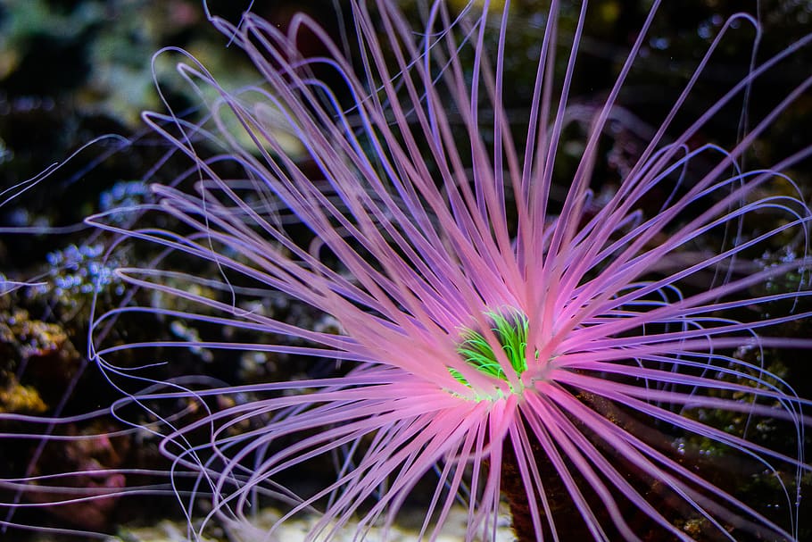 pink seafood, sea life, beauty in nature, animal themes, marine HD wallpaper
