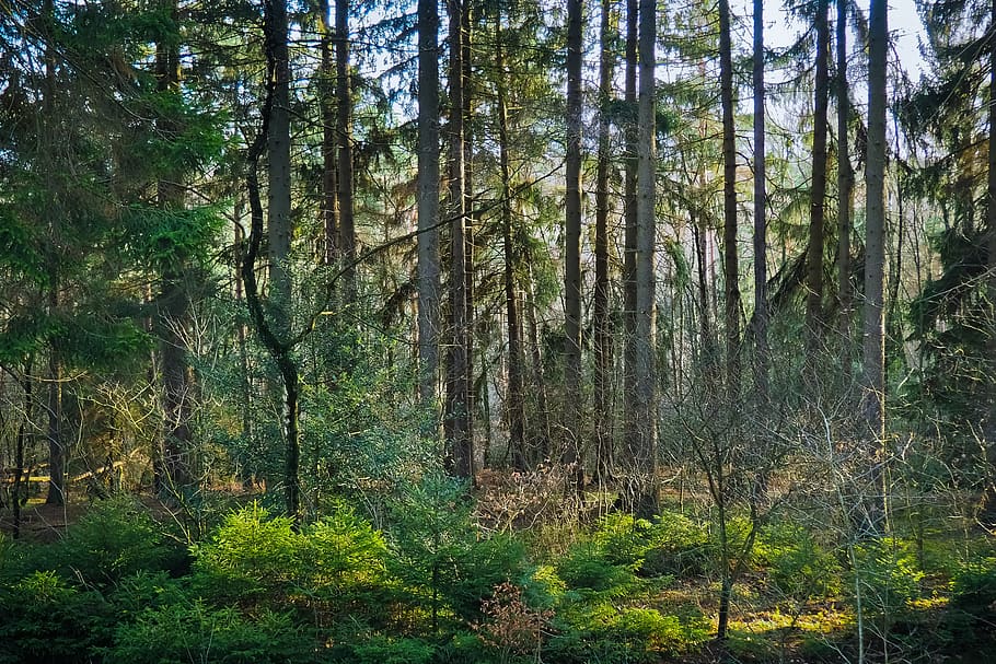 forest, trees, nature, landscape, secret, light, mystical, sunlight HD wallpaper