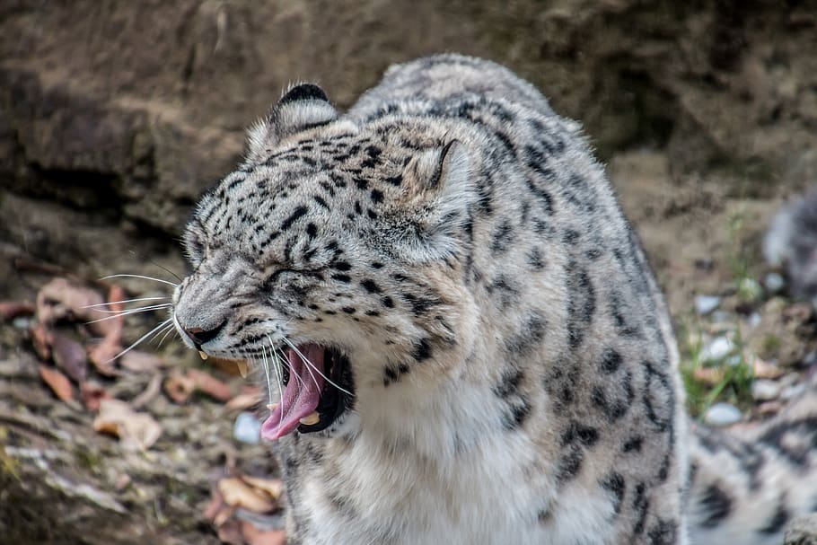 leopard, snow leopard, white leopard, yawn, foot, tooth, big cat HD wallpaper