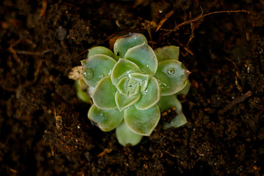 rose, succulent, flora, desert, plant, close-up, beauty in nature HD wallpaper