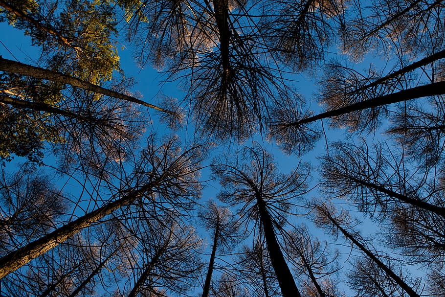 forest, landscape, nature, peaceful, scene, scenery, scenic HD wallpaper