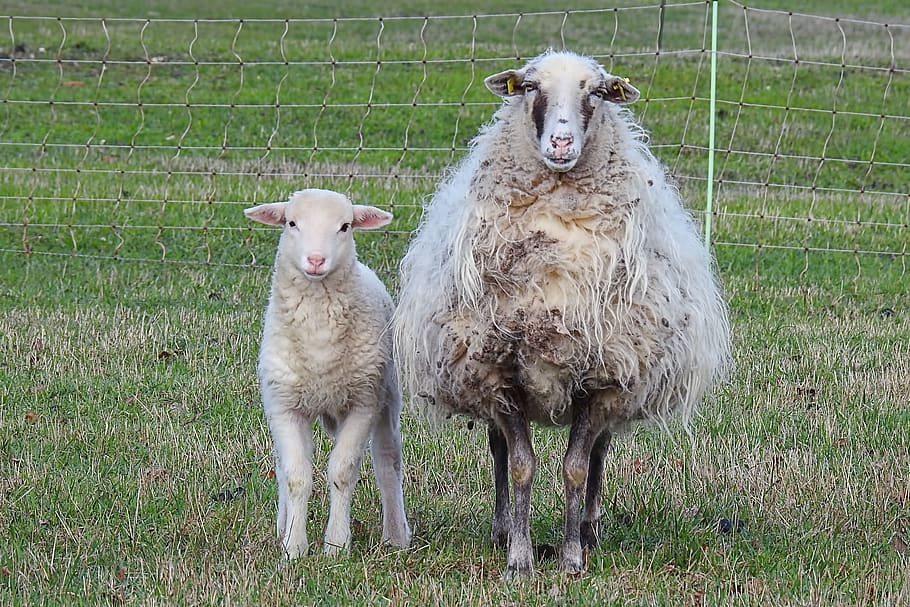 wool sheep, lamb, livestock, pasture, mammal, animal, meadow HD wallpaper