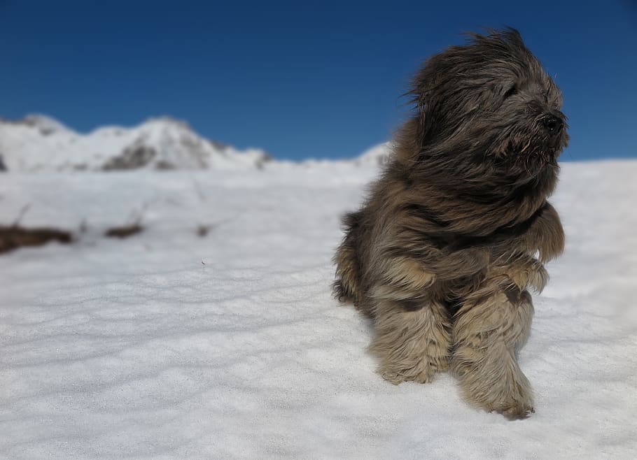 italy, madesimo, mammal, domestic, pets, one animal, dog, canine HD wallpaper