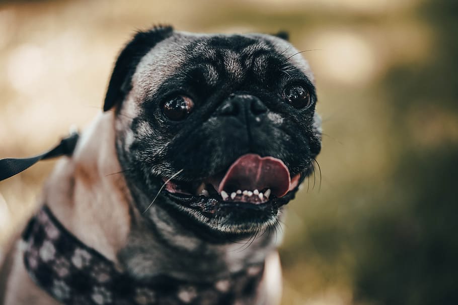 close-up photo of fawn pug showing tongue, dog, puppy, face, portrait, HD wallpaper