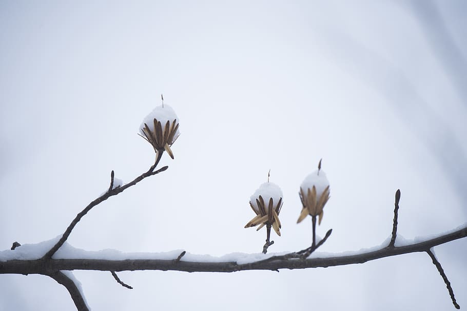 snow, branches, plant, tree, sky, beauty in nature, no people HD wallpaper