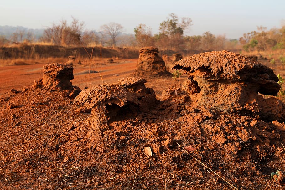 guinea, termites, land, environment, nature, landscape, tranquility, HD wallpaper