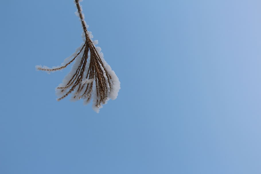 snow, grass, sky, blue, white, landscape, winter, nature, ice HD wallpaper