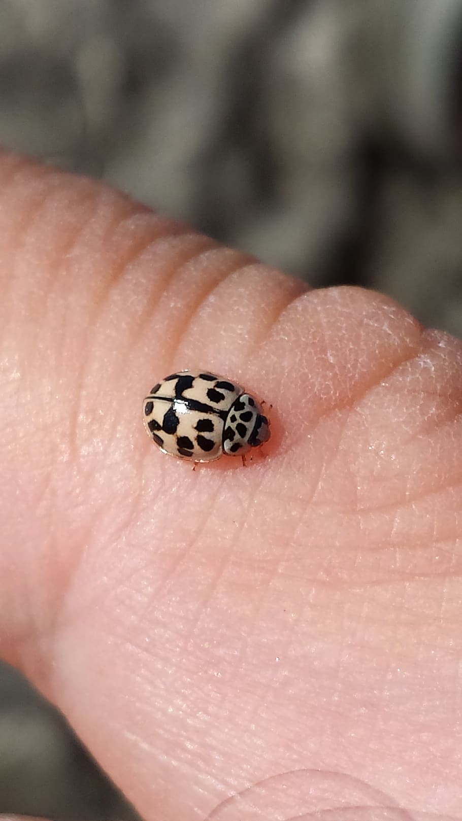 ladybug, nature, forest, insect, human hand, human body part HD wallpaper