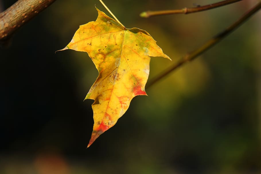 autumn, leaf, tree, lonely, nature, leaves, branch, yellow HD wallpaper