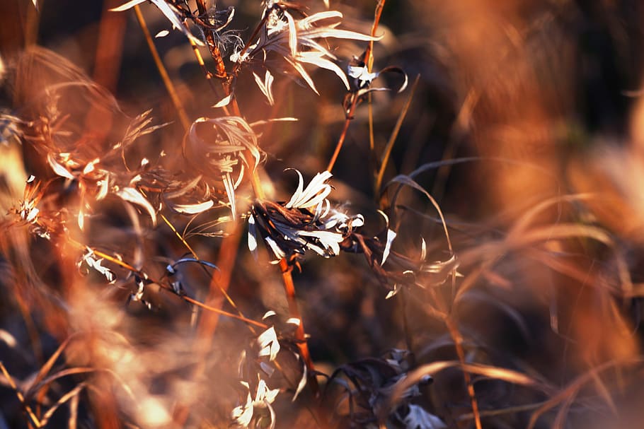 nature, plants, grass, focus, smooth, abstract, dry, no people HD wallpaper