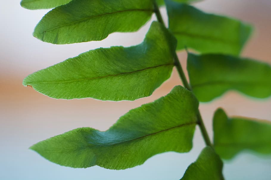 fern, green, leaf, foliage, frond, plant part, studio shot HD wallpaper