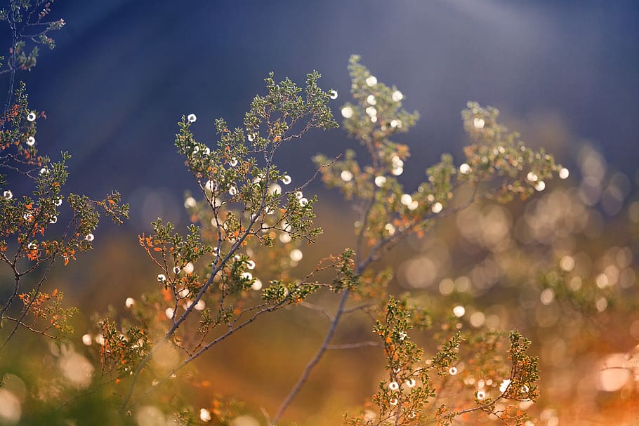 nevada, macro, nature, landscape, plant, bokeh, light, growth HD wallpaper