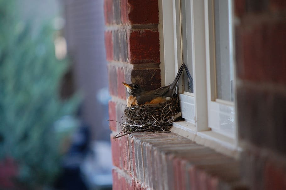 robin, nest, egg, birds, beak, selective focus, window, no people, HD wallpaper