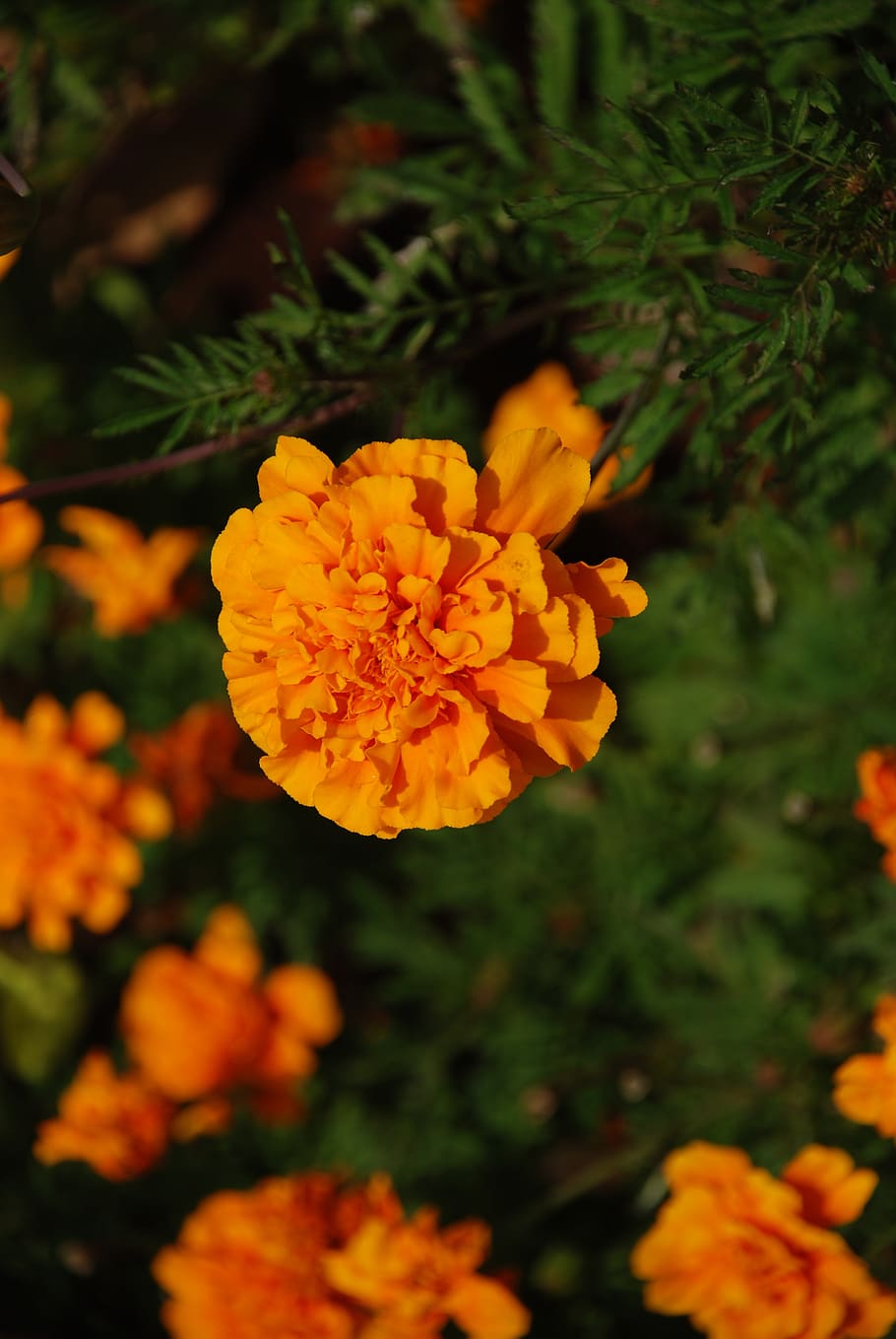 Календула, бархатцы Garden Marigold