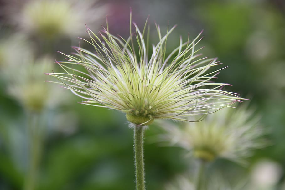 anemone pulsatilla, fruit, spring, flower, nature, green, garden HD wallpaper
