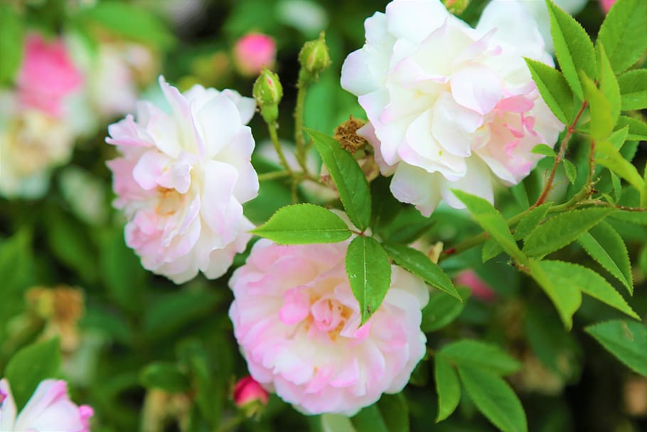 rose, spring, flower, nature, love, romantic, plant, garden HD wallpaper