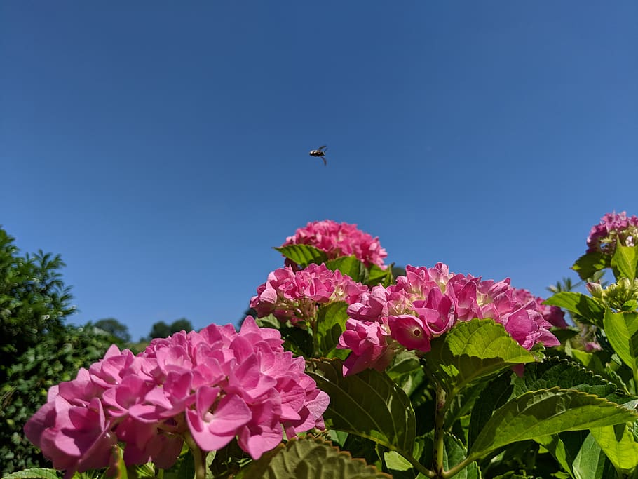 switzerland, killwangen, insect, pink, hydrangea serrata, sky HD wallpaper