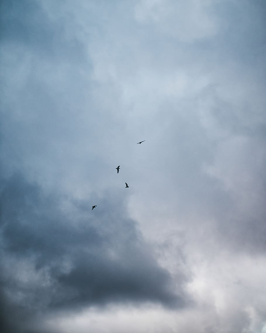 white clouds, cloud - sky, flying, low angle view, animal themes HD wallpaper
