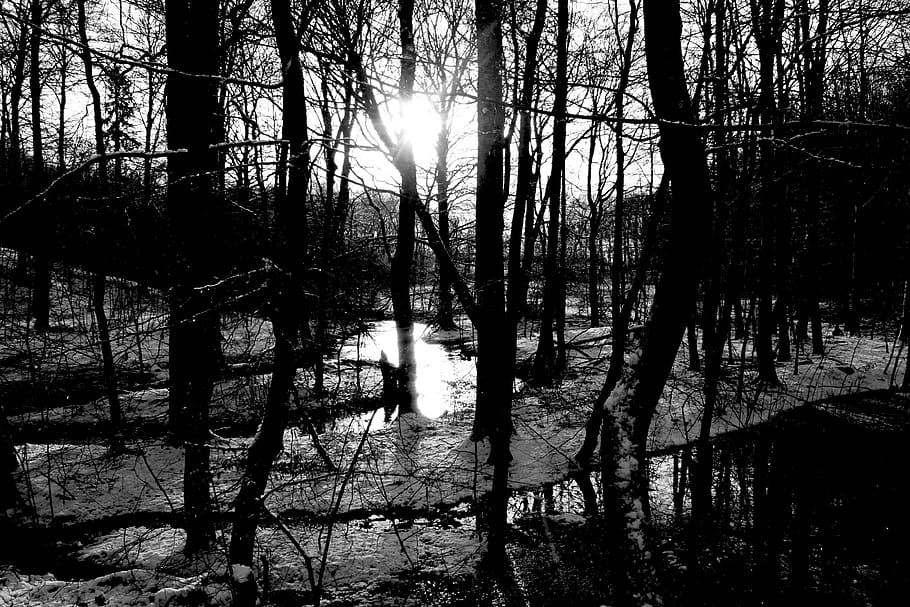 denmark, aarhus, forest, tree, water, sun, plant, tranquility HD wallpaper