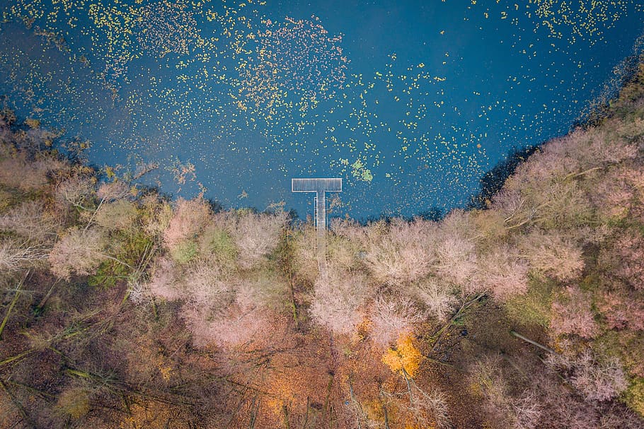 forest, way, tree, autumn, lake, foliage, lets go, wielkopolska HD wallpaper