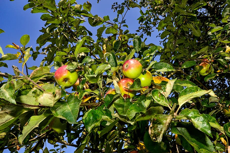 apple, tree, nature, healthy, apple tree, fruit, branch, orchard HD wallpaper