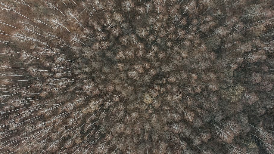 poland, texture, fur, rug, wool, nature, green, forest, djimavicair HD wallpaper