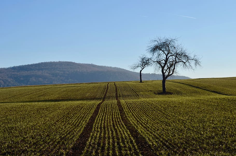 fruit trees, field, landscape, agriculture, sky, arable, arable land HD wallpaper