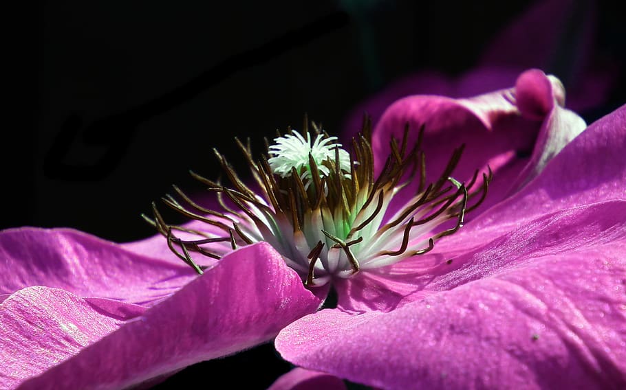 flower, clematis, violet, nature, beautiful, plant, color, closeup HD wallpaper