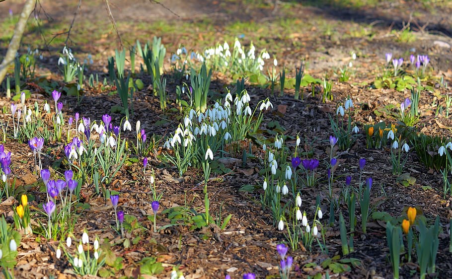snowdrop, crocus, february, sun, spring harbingers, nature HD wallpaper