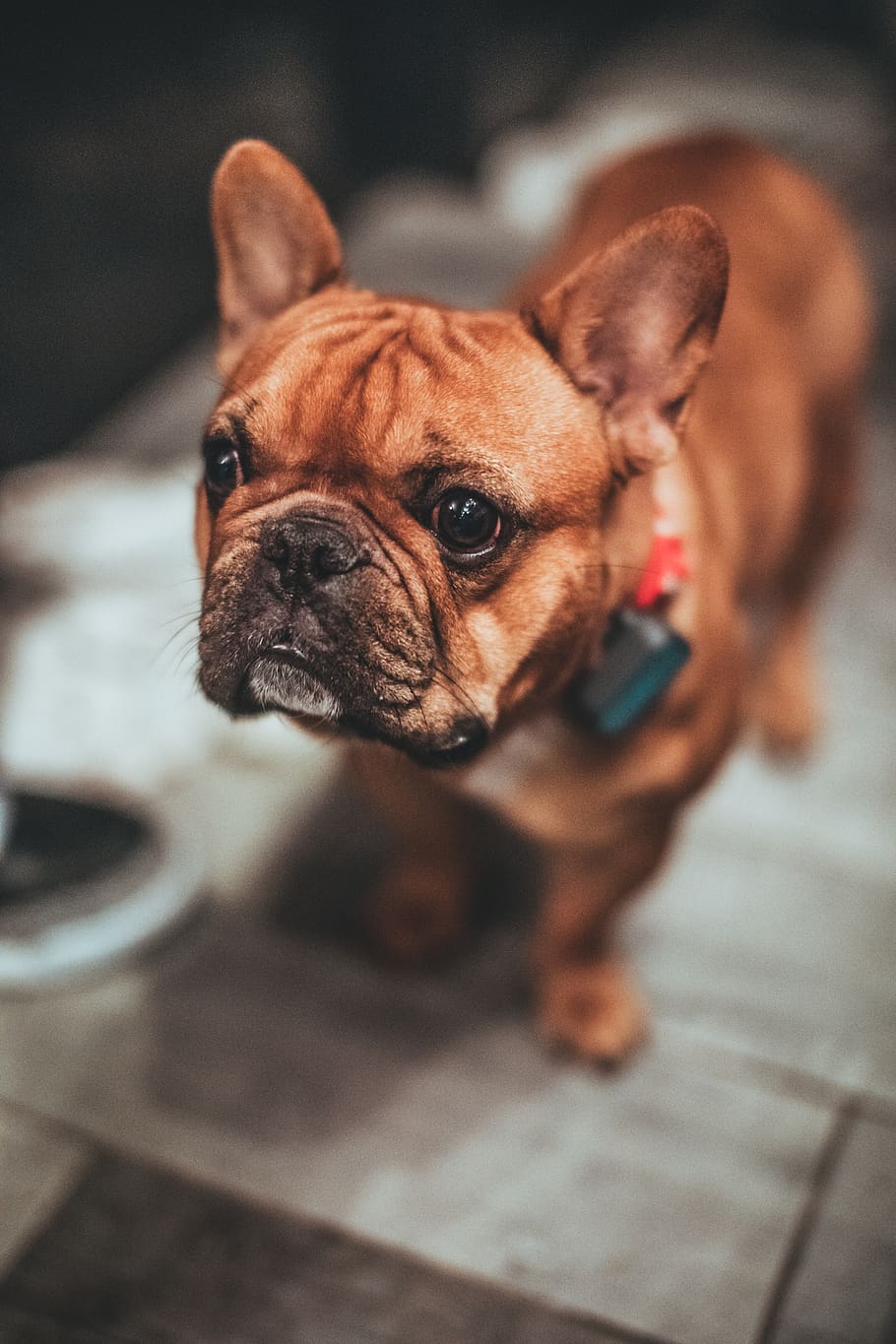 brown pug, dog, mammal, french bulldog, animal, canine, pet, puppy HD wallpaper