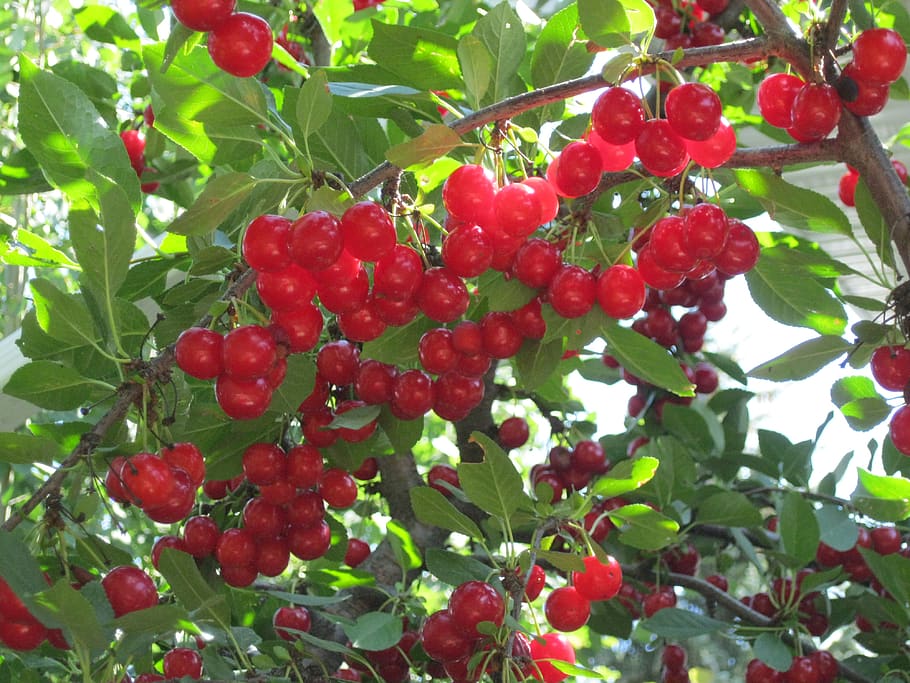tree, sour cherries, nature, fruit, leaves, branches, red, food and drink HD wallpaper