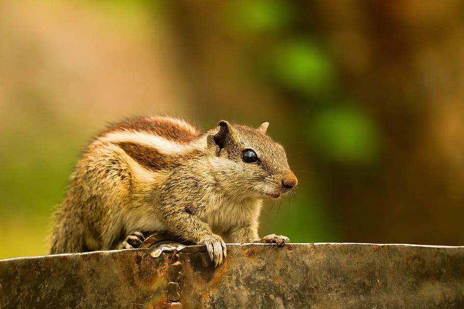 squirrel, cute, animal, small, outside, attention, animal wildlife HD wallpaper